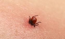 Болезнь Лайма что это такое (клещевой боррелиоз) и как не стать инвалидом…